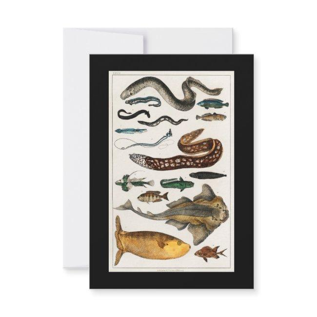 Vintage Eel Fish Collections Rsvp Invitations