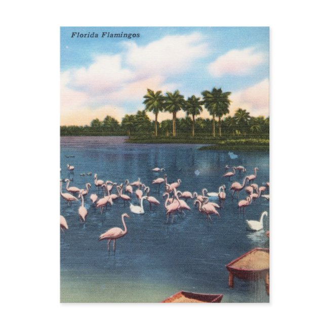 Vintage Florida Flamingos Travel Postinvitations