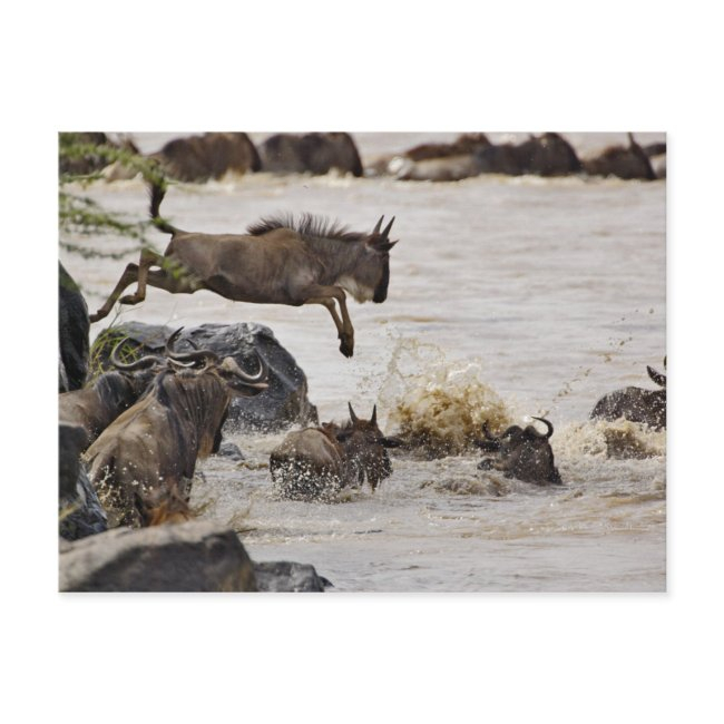 Wildebeest Jumping Into Mara River Postinvitations