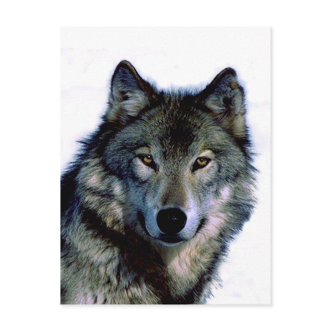 Wolf Portrait Postinvitations