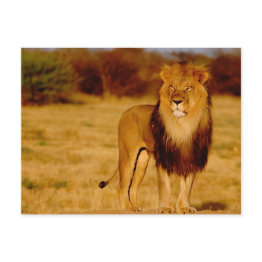 Small Africa, Namibia, Okonjima. Lone Male Lion Postinvitations Front View