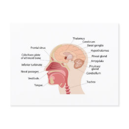 Small Anatomy Of Human Brain And Noise Holiday Postinvitations Front View