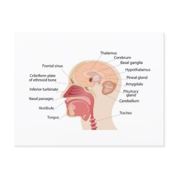 anatomy of human brain and noise holiday postinvitations