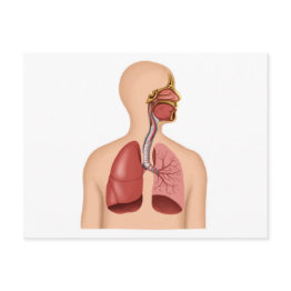 Small Anatomy Of Human Respiratory System Postinvitations Front View