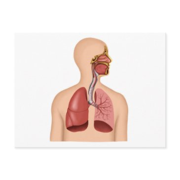 anatomy of human respiratory system postinvitations