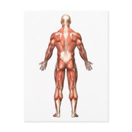 Small Anatomy Of Male Muscular System, Back View Postinvitations Front View