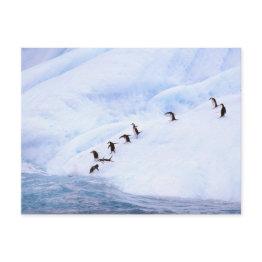 Small Antarctica, Antarctic Peninsula. Chinstrap Postinvitations Front View