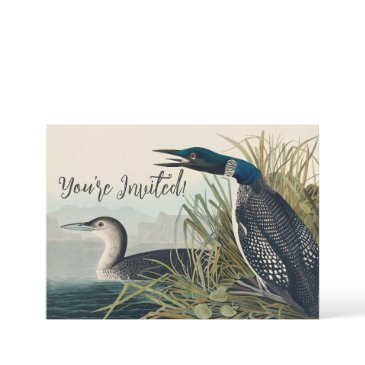 audubon bird loon diver classic invitation