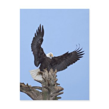 bald eagle (haliaeetus leucocephalus) with wings postinvitations