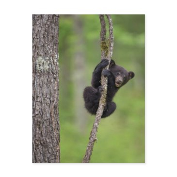 black bear cub playing, tennessee postinvitations