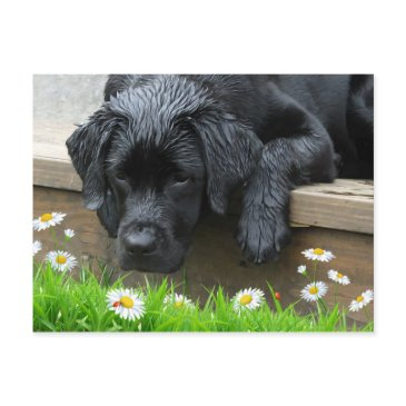 black labrador cute dog daisy flowers ladybug postinvitations