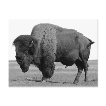 black & white bison / buffalo postinvitations