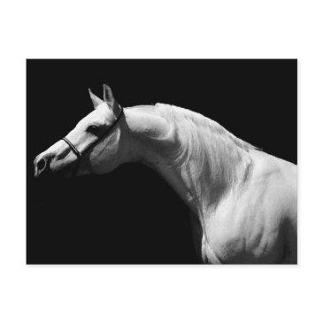 black & white horse postinvitations