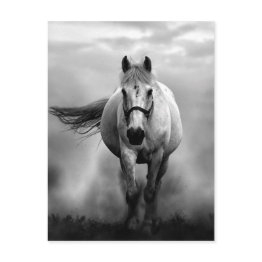 Small Black White Running Horse Freedom Postinvitations Front View