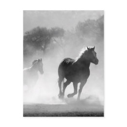 Small Black White Running Horses Freedom Postinvitations Front View