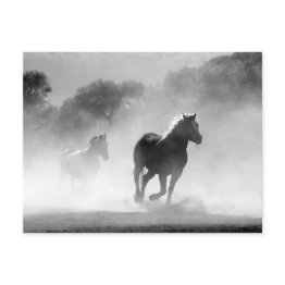 Small Black White Running Horses Freedom Postinvitations Front View