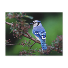 Small Blue Jay, Cyaoncitta Cristata Postinvitations Front View