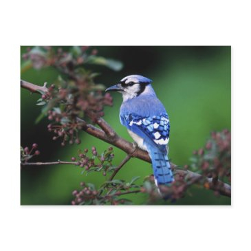 blue jay, cyaoncitta cristata postinvitations