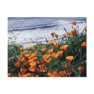 california, big sur coast, california poppy postinvitations