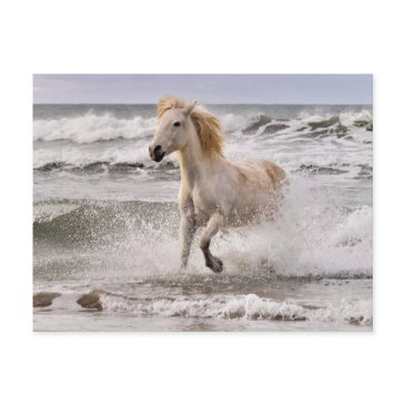 camargue horse running out of surf postinvitations