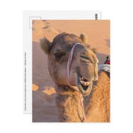 Small Camel With A Funny Facial Expression - Oman Postinvitations Front View