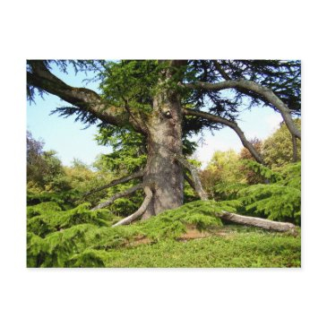 cedar-of-lebanon tree postinvitations