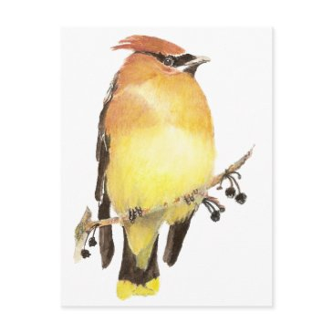 cedar waxwing, watercolor bird postinvitations