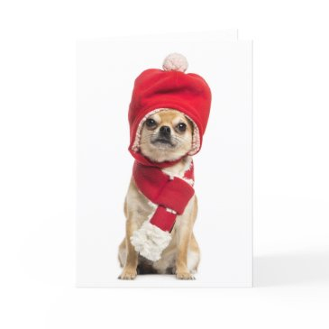 chihuahua wearing christmas hat and scarf holiday invitations
