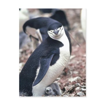 chinstrap penguin, manchot ? jugulaire ( pygosceli postinvitations