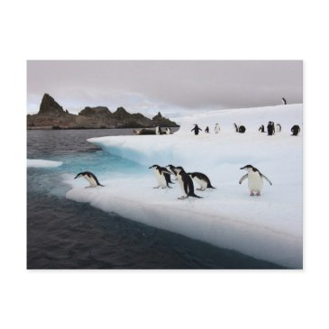 chinstrap penguins postinvitations