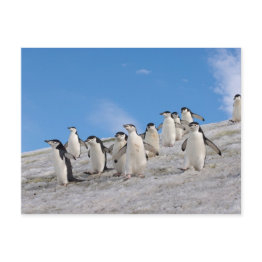 Small Chinstrap Penguins | Pygoscelis Antarctica Postinvitations Front View