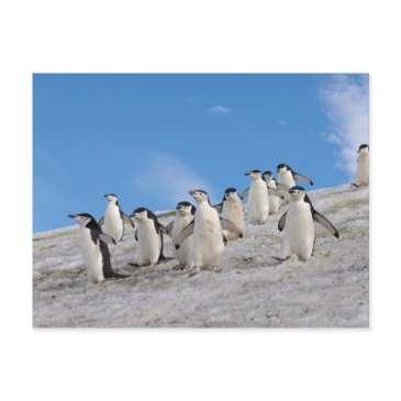 chinstrap penguins | pygoscelis antarctica postinvitations