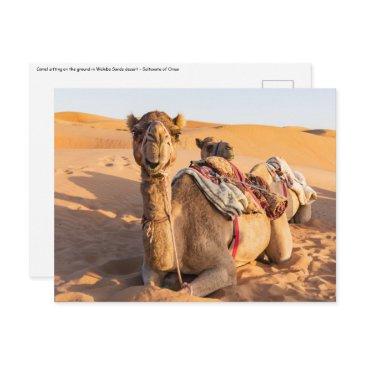close-up on camel in oman desert postinvitations