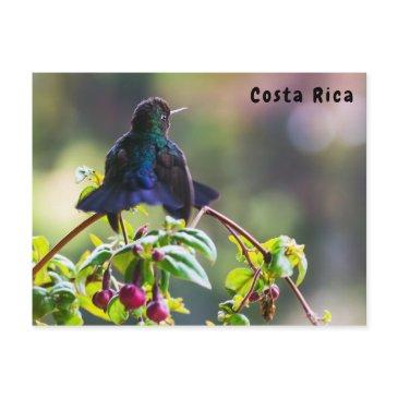 costa rica bird - fiery-throated hummingbird postinvitations