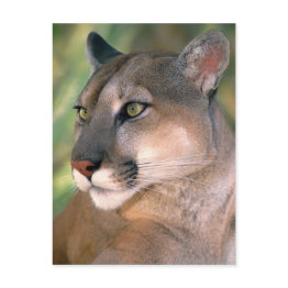 Small Cougar, California Postinvitations Front View