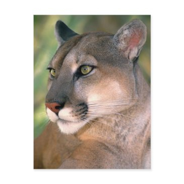 cougar, california postinvitations