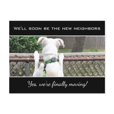 cute nosey white puppy dog spying on neighbors ann announcement postinvitations