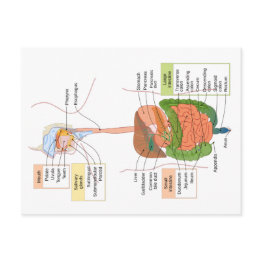 Small Diagram Human Gastrointestinal Digestive System Postinvitations Front View