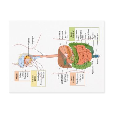 diagram human gastrointestinal digestive system postinvitations