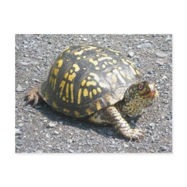 eastern box turtle postinvitations
