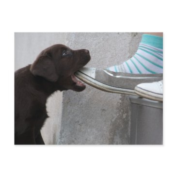 eat my shoe! labrador puppy postinvitations
