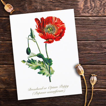 elegant vintage botanical opium poppy flower postinvitations