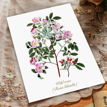 elegant vintage botanical pink wild rose postinvitations