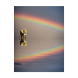 Small Elephant, Water & Rainbow, Kenya Postinvitations Front View