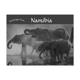 Small Elephants At Etosha National Park Namibia Postinvitations Front View