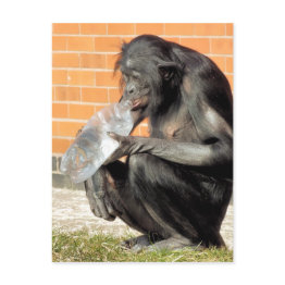 Small Funny Chimpanzee Postinvitations Front View