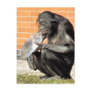 funny chimpanzee postinvitations