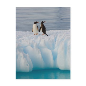 gentoo penguin, pygoscelis papua, on glacial ice postinvitations