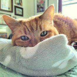 Small Ginger Cat Says Feel Better Soon Announcement Front View