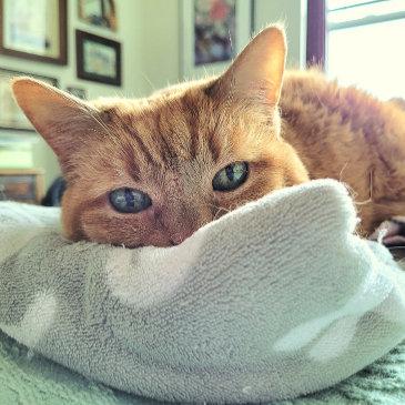 ginger cat says feel better soon announcement